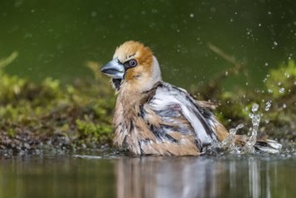 Hawfinch (Coccothraustes coccothraustes) male bathing, Subotica, Serbia