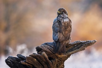 Common Buzzard (Buteo buteo) perched on a stump, Saxony-Anhalt, Germany