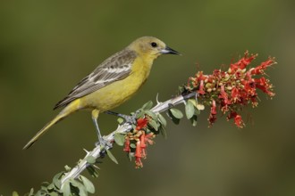 Scott's Oriole (Icterus parisorum) female, Arizona, USA