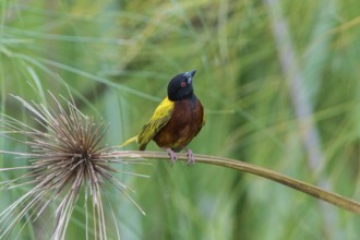 Golden-backed Weaver (Ploceus jacksoni) male, Arusha, Tanzania