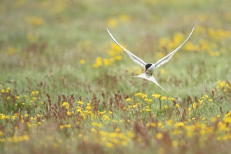Arctic Tern (Sterna paradisaea) flying over blooming meadow, Iceland