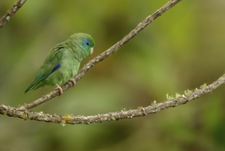 Spectacled Parrotlet (Forpus conspicillatus) perched on a branch in the Andes mountains in Colombia