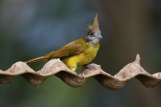 White-throated Bulbul (Alophoixus flaveolus burmanicus), Yunnan, China