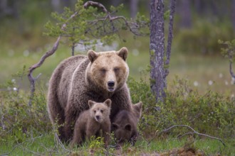 Eurasian Brown Bear (Ursus arctos) mother with cubs, Finland