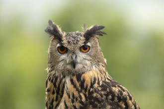 Eurasian Eagle-Owl (Bubo bubo) captive, Germany