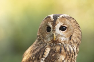 Tawny Owl (Strix aluco) captive, Germany