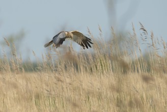 Western Marsh Harrier (Circus aeruginosus) male flying, Schleswig-Holstein, Germany