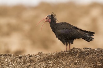 Northern Bald Ibis (Geronticus eremita), Morocco