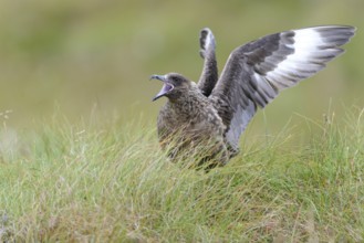 Great Skua (Stercorarius skua) calling, Runde, Norway