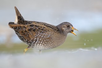 Spotted Crake (Porzana porzana) foraging, Rhine Delta, Austria