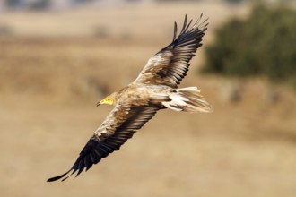 Egyptian Vulture (Neophron percnopterus) flying, Castile-La Mancha, Spain