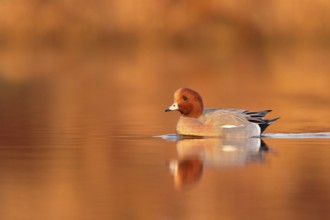 Eurasian Wigeon (Mareca penelope) male, Utrecht, Netherlands