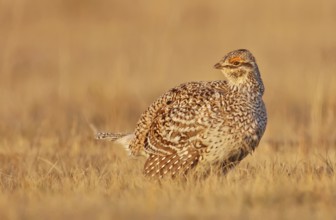 Sharp-tailed Grouse (Tympanuchus phasianellus) female, Saskatchewan, Canada