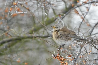 Fieldfare (Turdus pilaris) perched on a branch, Netherlands