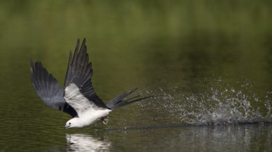 Swallow-tailed Kite (Elanoides forficatus) drinking in flight, Florida, USA