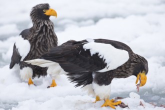Steller's Sea Eagle (Haliaeetus pelagicus) on snow, Hokkaido, Japan