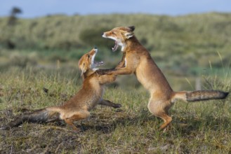 Red Fox (Vulpes vulpes) two adult fighting and playing in grassland, Netherlands