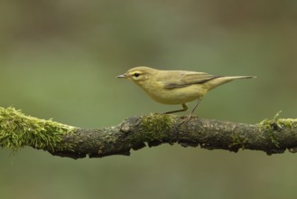 Willow Warbler (Phylloscopus trochilus), Utrecht, Netherlands