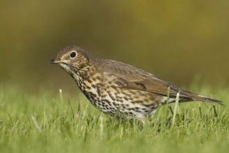 Song Thrush (Turdus philomelos), Schleswig-Holstein, Germany