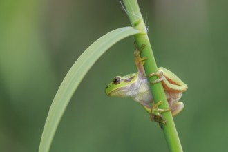 European Tree Frog (Hyla arborea) perchend on reed, North Rhine-Westphalia, Germany