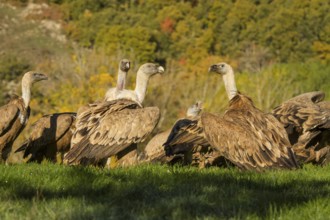 Griffon Vulture (Gyps fulvus), group feeding, Castilla Leon, Spain