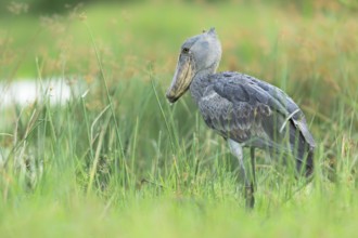 Shoebill (Balaeniceps rex), Murchinson Falls National Park, Uganda