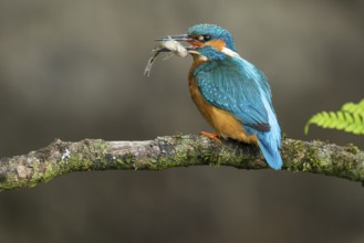 Common Kingfisher (Alcedo atthis) male perched on a branch with a fish in its beak, Lower Saxony,