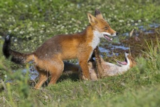 Red Fox (Vulpes vulpes) two young fighting and playing in grassland, Netherlands