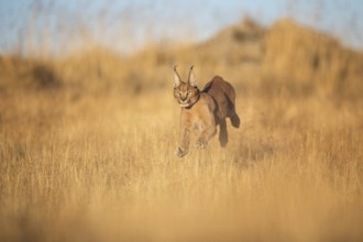 Caracal (Caracal caracal) running adult in meadow, Castile-La Mancha, Spain