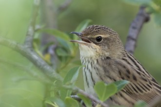 Lanceolated Warbler - Strichelschwirl - Locustella lanceolata ssp. lanceolata, Russia