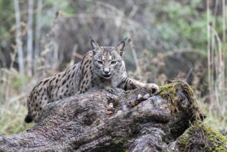 Iberian lynx, Lynx pardinus