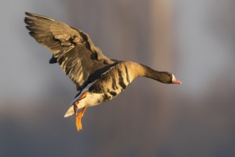 Greater White-fronted Goose (Anser albifrons) landing, North Rhine-Westphalia, Germany