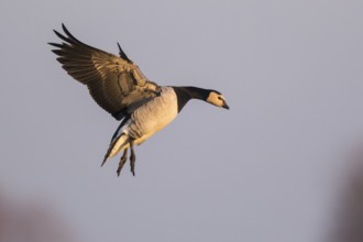 Barnacle Goose (Branta leucopsis) landing, North Rhine-Westphalia, Germany