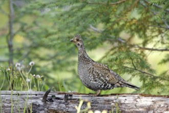 Dusky Grouse Dendragapus obscurus Hannigans Meadow, White mountains, Arizona, United States 27 June