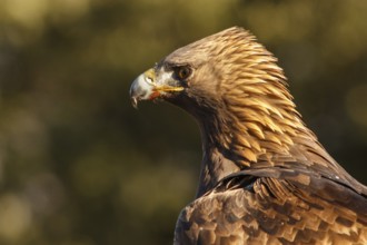 Golden Eagle (Aquila chrysaetos) adult male portrait, Castile and Leon, Spain