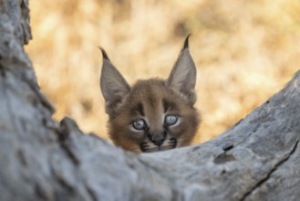 Caracal (Caracal caracal) cub portrait, Castile-La Mancha, Spain