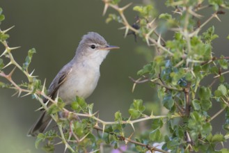 Uppchers Warbler - Dornspötter - Hippolais languida, Kyrgyzstan