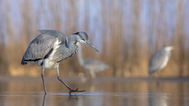 Grey Heron (Ardea cinerea), Hungary