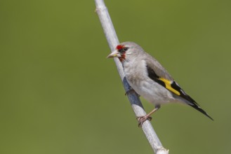 Grey-headed Goldfinch - Stieglitz - Carduelis carduelis ssp. caniceps, Kazakhstan, adult