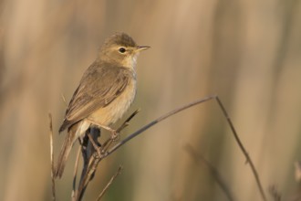 Booted Warbler - Buschspötter - Iduna caligata, Russia (Ural)