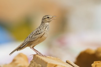 Oriental Skylark - Kleine Feldlerche - Alauda gulgula, Sultanate of Oman