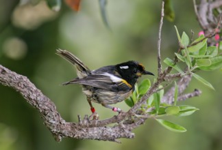 Stitchbird (Notiomystis cincta), North Island, New Zealand