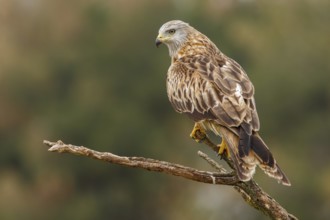Red Kite (Milvus milvus), perched on a branch, Castile and Leon, Spain