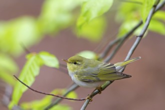 Wood Warbler (Phylloscopus sibilatrix), Rhineland-Palatinate, Germany