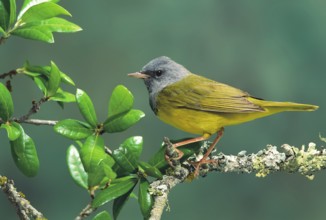 Mourning Warbler Oporornis philadelphia Austin, TEXAS, United States May Adult Male Parulidae