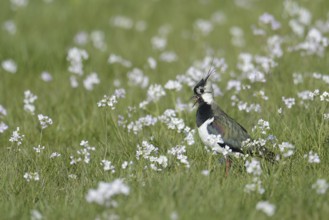 Northern Lapwing (Vanellus vanellus), North Rhine-Westphalia, Germany