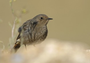 Black Redstart (Phoenicurus ochruros) female, Oukaimeden, Morocco