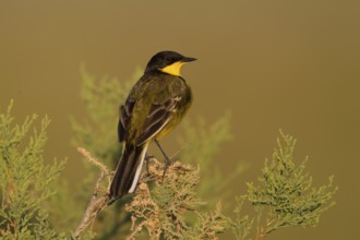 Western Yellow Wagtail (Motacilla flava feldegg), Cyprus