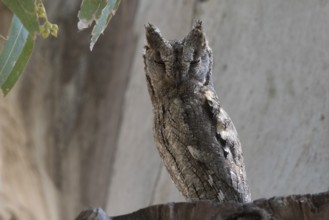 Eurasian Scops Owl (Otus scops), Spain