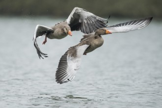 Greylag Goose (Anser anser) wrangling, Lower Saxony, Germany